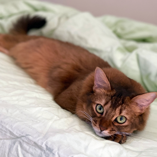 もうすぐ二歳のソマリの女の子