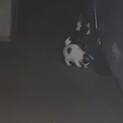 親子猫3匹の里親さん募集