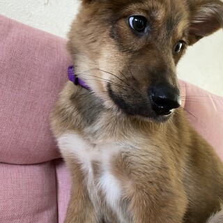 団くんの安心出来るずっとのお家を探しています