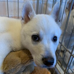 オンライン譲渡会