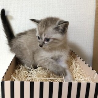 シャムネコみたいな女の子　サバトラ