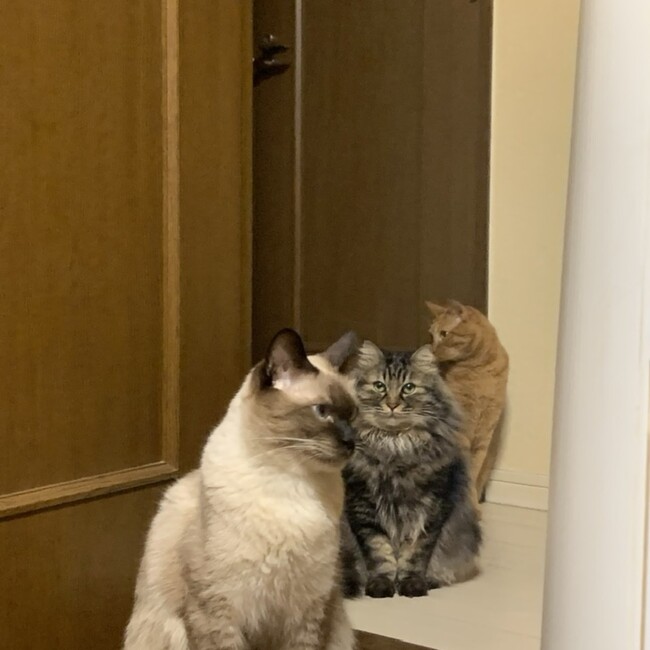 伝説の黄龍のカバー写真