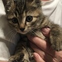クリクリ目の麦わら模様の可愛い元気な子★     