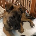 【里親様決定】ウイン♂の幸せが見つかりました♡