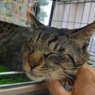 6/6江戸川橋★キジ太郎★もう喧嘩しなくていいよ