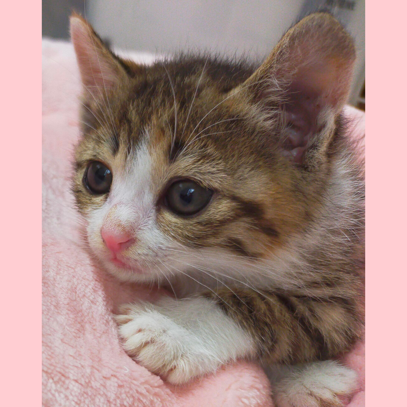 めいちゃん 可愛い甘え 和歌山県 猫の里親募集 ペットのおうち 月間利用者150万人