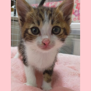 【てんちゃん】可愛い元気いっぱいの子猫　黒白オス