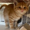 １ヶ月半の茶トラくん