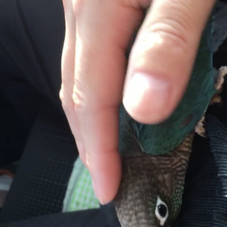 ブルーウロコインコ