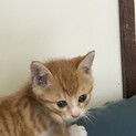 子猫里親募集