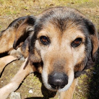 【クッキー】募集を終了しました。