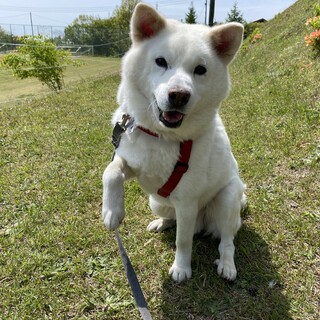 シロクマのようなむっちりボディー！仁(じん)くん