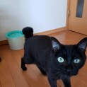 【チョコ】募集を終了しました。