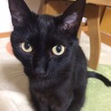 【あずき】募集を終了しました。