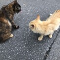 通称"猫の捨て場"に置き去りにされている子たちです
