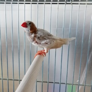 再）オレンジキンカチョウ②♂