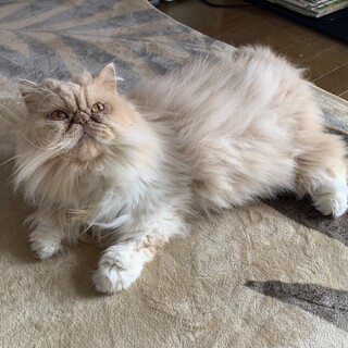 福岡　エキゾチック　４歳