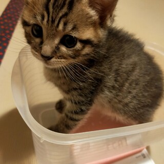 萌えキュン子猫のロイくん募集中