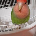 コザクラインコ、鳴き癖有荒鳥で