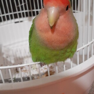 コザクラインコ、鳴き癖有荒鳥で