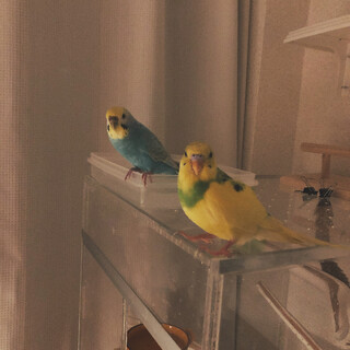 セキセイインコ1才♂と2才♀の里親募集！！