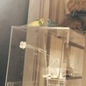 セキセイインコ1才♂と2才♀の里親募集！！ サムネイル2