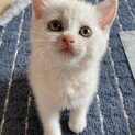 おっとり♡もふもふ優しい・あゆちゃん