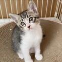 長男エンジェルボイスのキジ白くん♡【交渉中】