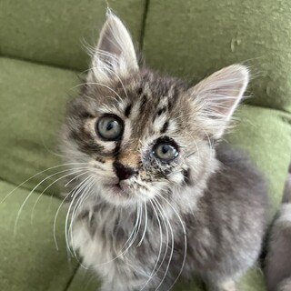 地元で里親が見つかりました！(*´꒳`*)