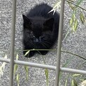 この子を助けてあげて下さい
