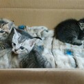 アメショー風キジトラ兄弟