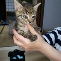 仔猫の里親さん募集です。