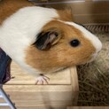 人懐こいモルモット1歳♀