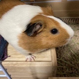 人懐こいモルモット1歳♀