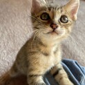 蕨（わらび）1ヶ月半　鍵尻尾