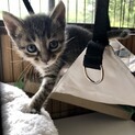 福ちゃん　1ヶ月半　鍵尻尾