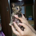 仔猫の里親さん募集です。