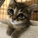 琥珀（こはく）　1ヶ月半　鍵尻尾