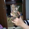 仔猫の里親さん募集です。