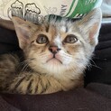 虎徹（こてつ）　1ヶ月半　鍵尻尾