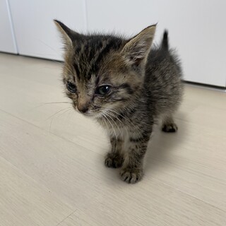 元気な子猫
