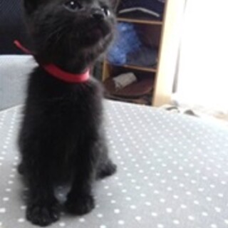 急募 里親探してます