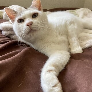 穏やかで優しい☆リボンちゃん♪エイズ陽性です。