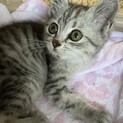 サバトラの目がパッチリの可愛い子猫♡