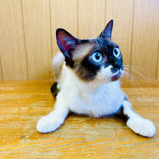 推定1歳前後のシャム風きなこちゃん