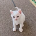 【交渉中】長女おっとり顔でもおてんば！白猫♡