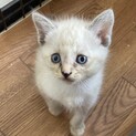 可愛いすぎるモフモフな仔猫♀