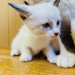 シャム風甘えん坊な仁くん