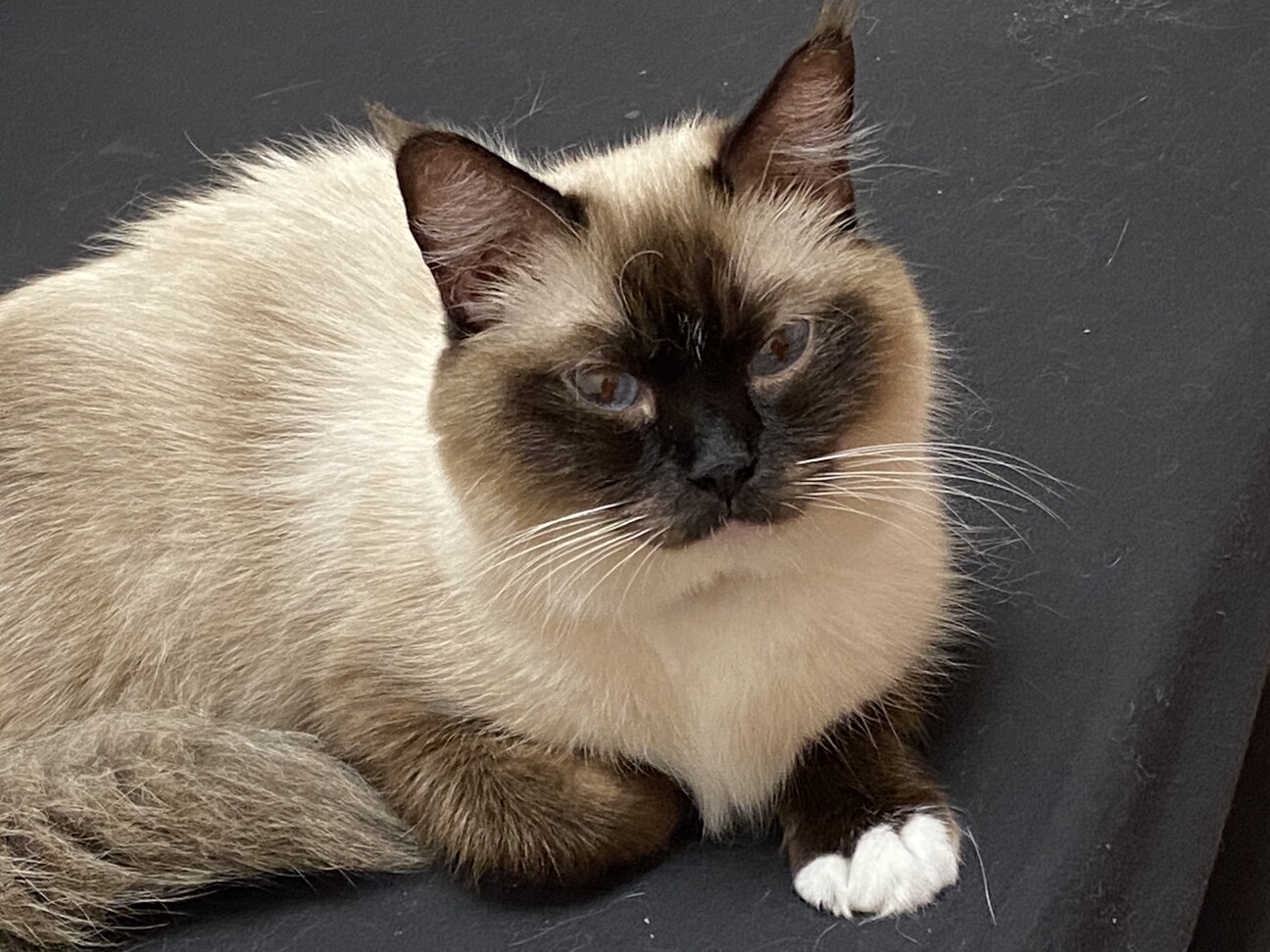 ラグドールの女の子です 兵庫県 猫の里親募集 ペットのおうち 月間利用者150万人