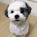マルチーズのメス2歳 とても大人しく、賢いです。